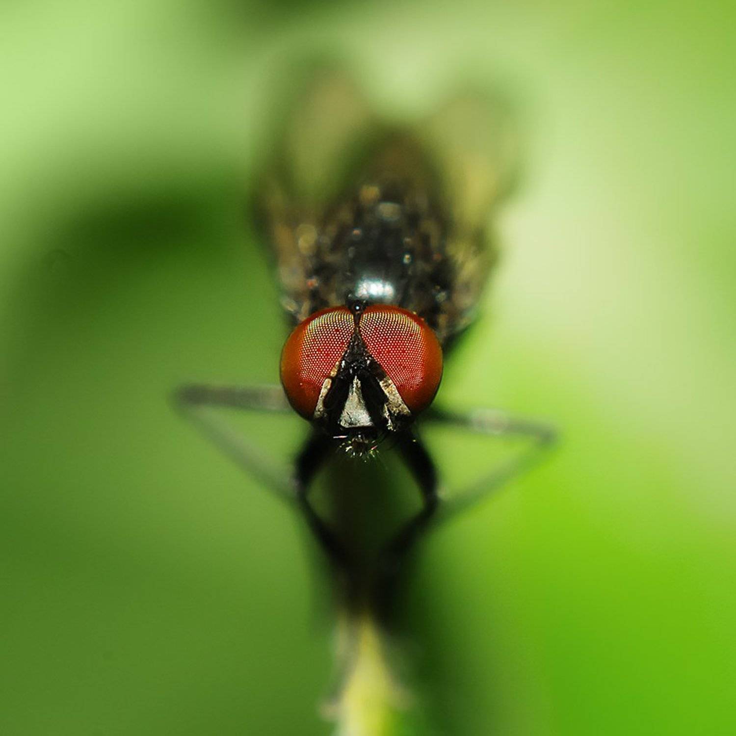 , Иван Манкевич