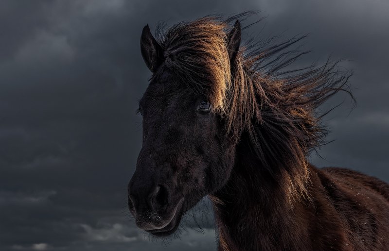 Icelandic pony фото превью