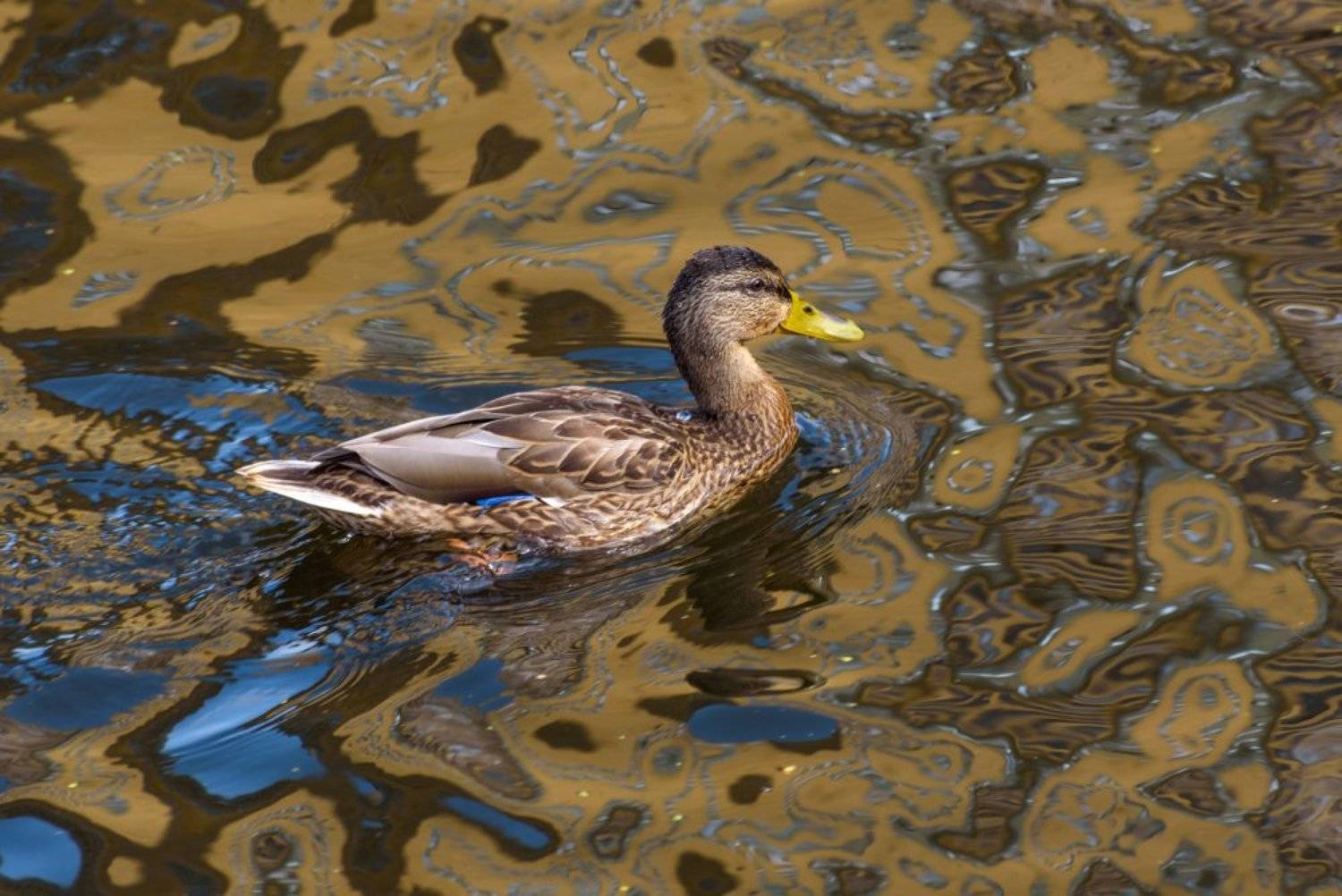 утка, птицы, животные, природа, отражения, Марина Павлова