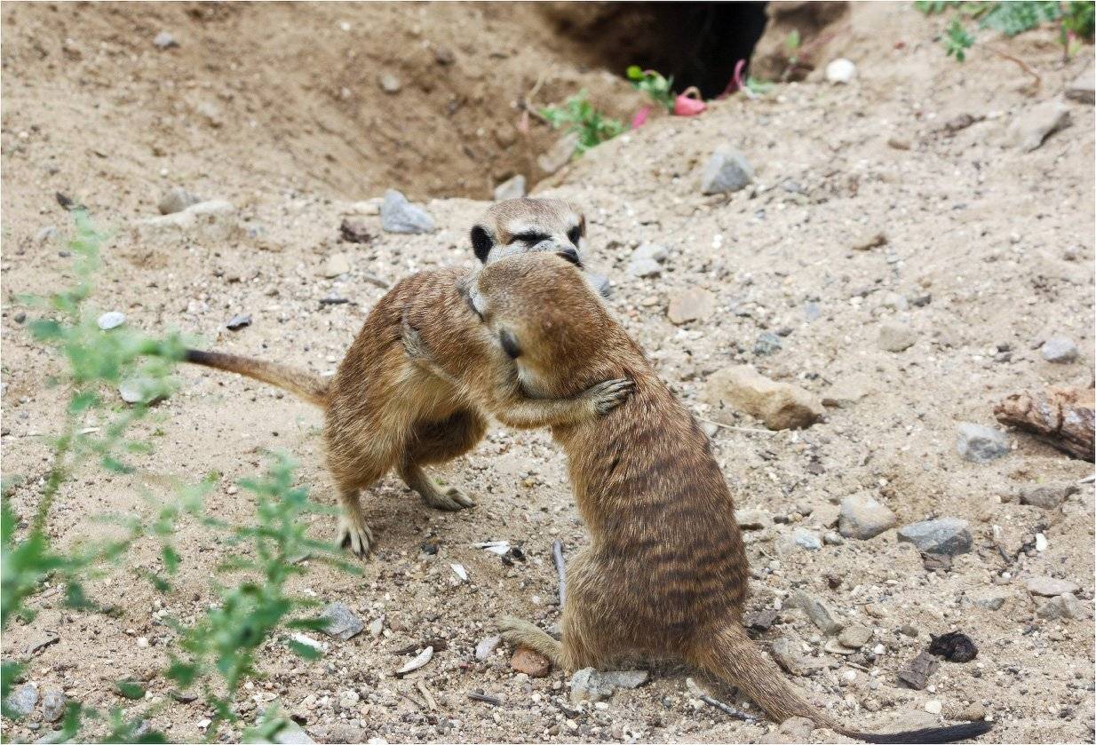 сурикаты., КарОл