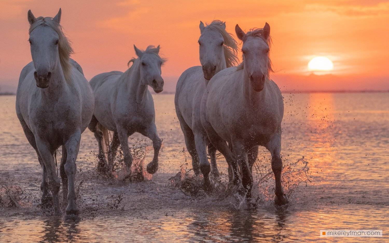 horse, jog, run, running, jogging, horses, power, beauty, fantasy, animals, white, horse, camargue, provence, france, sunlight, Майк Рейфман