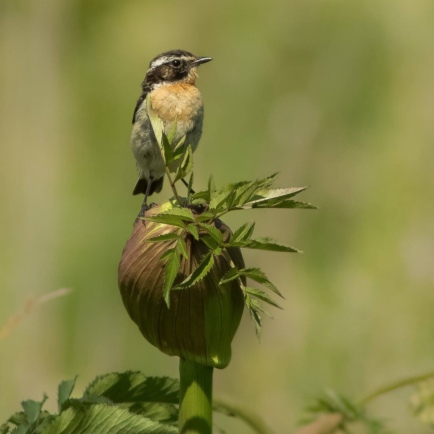 чекан луговой, Суслов Дмитрий