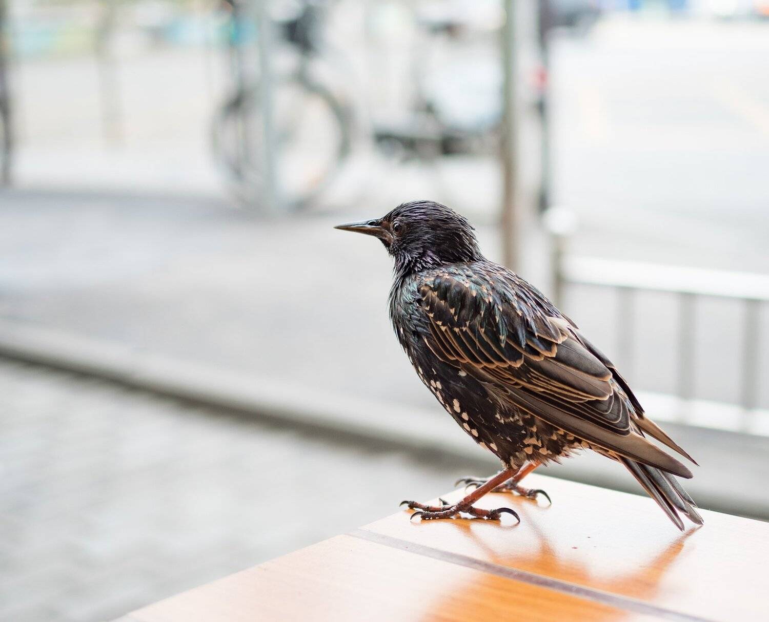 , Курлянцев Алексей