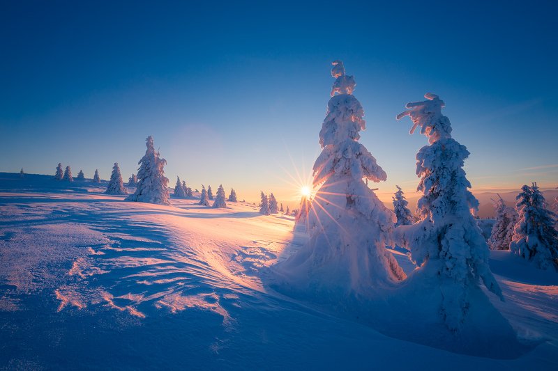 frozen, sunset, sun, sun flare, winter, trees, snow, blue, Frosty sunset фото превью