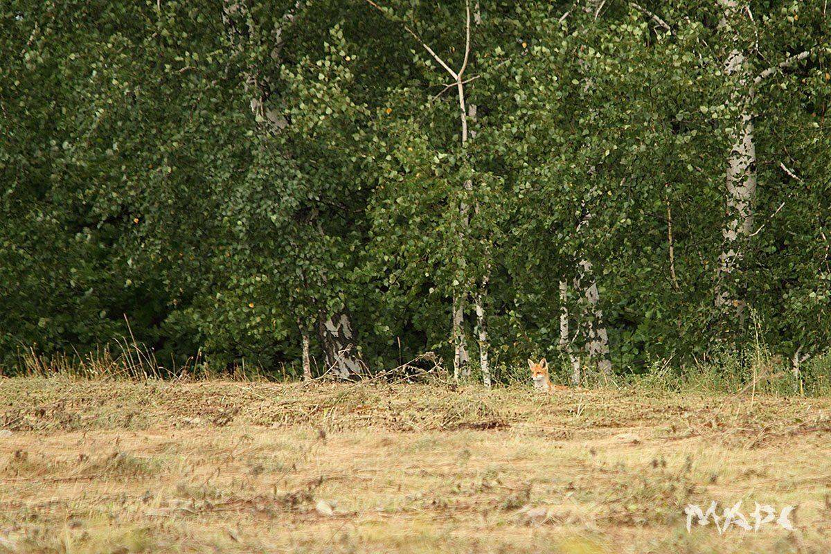 животные лисенок лето, Шангареев Марс