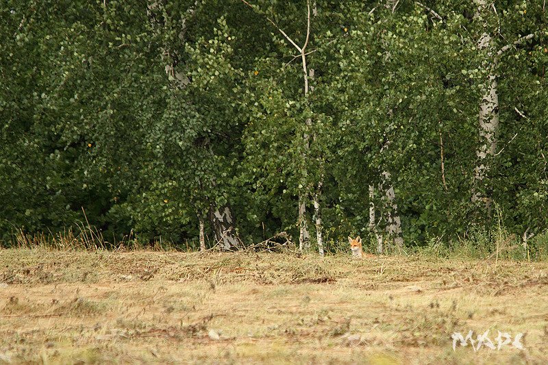 животные лисенок лето лисенок фото превью