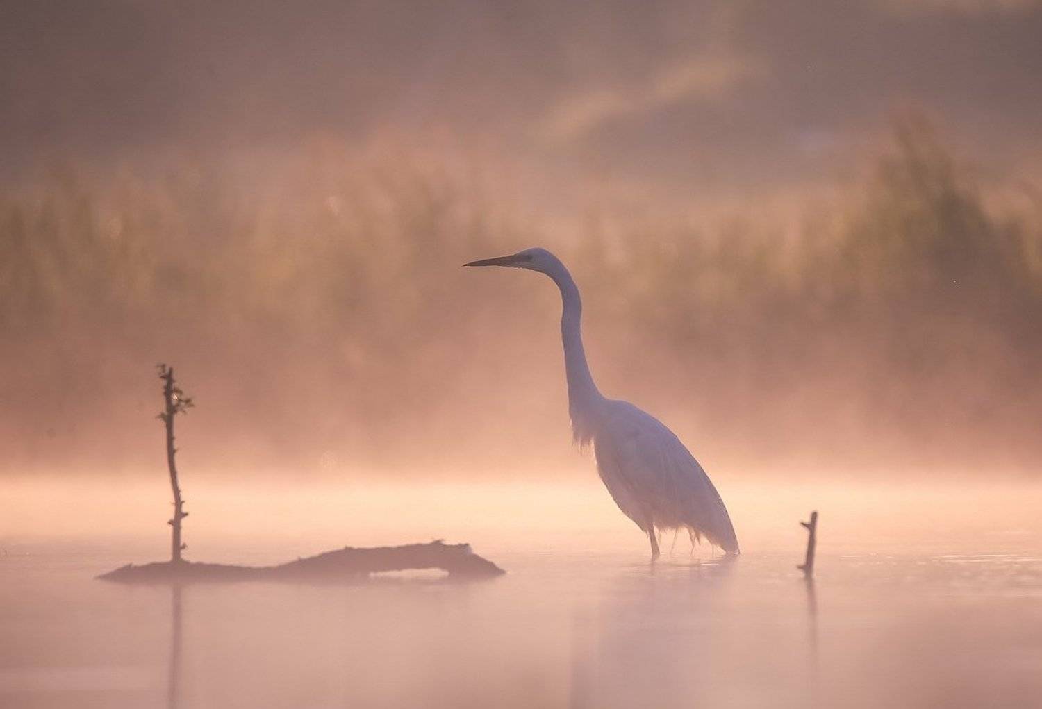 , Вячеслав Мищенко