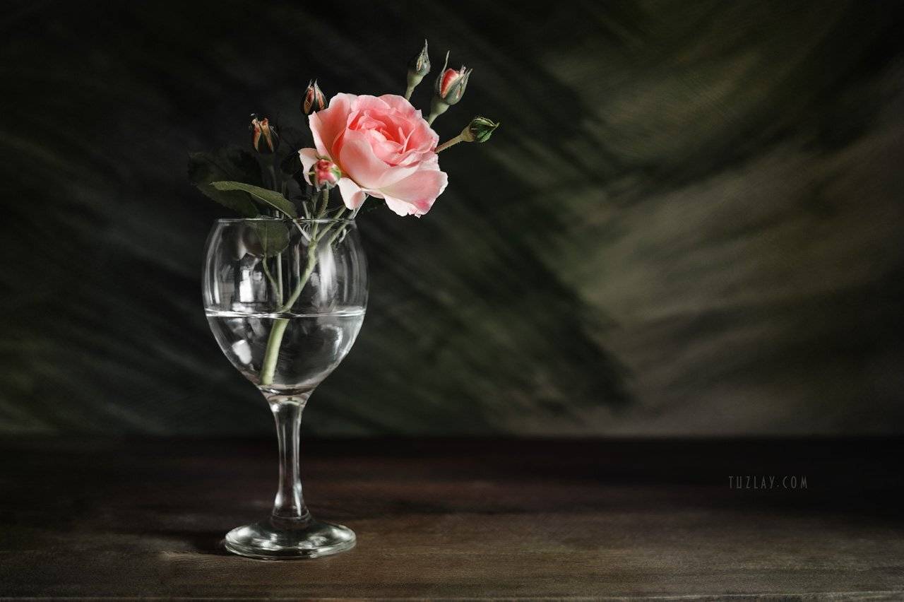 роза, розы, роза в бокале, Владимир Тузлай