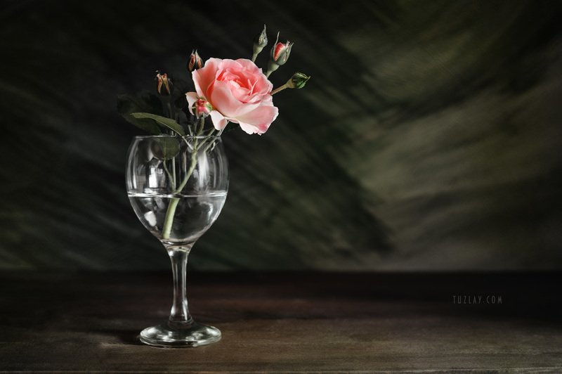 Еще про майскую розу... фото превью