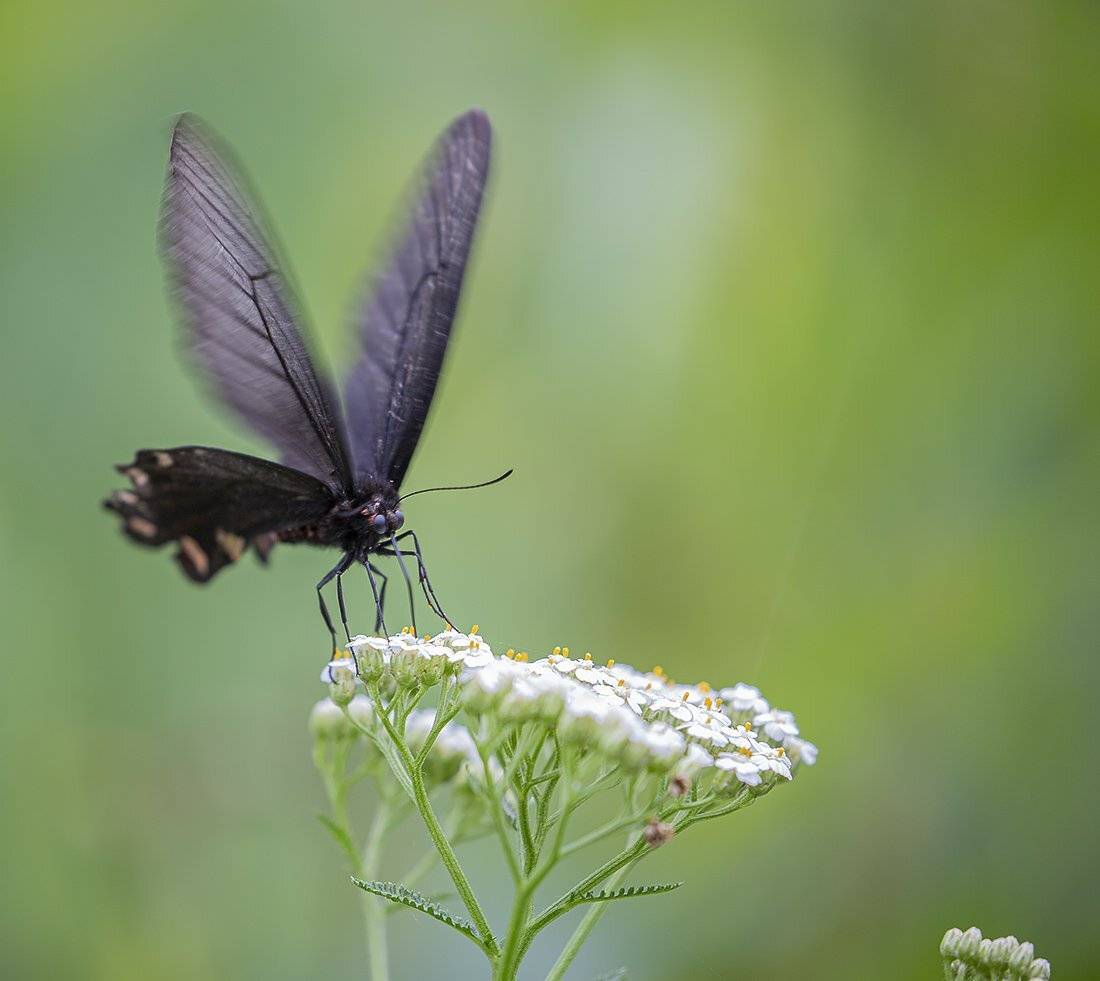 алциной бабочка, Евгений Слободской