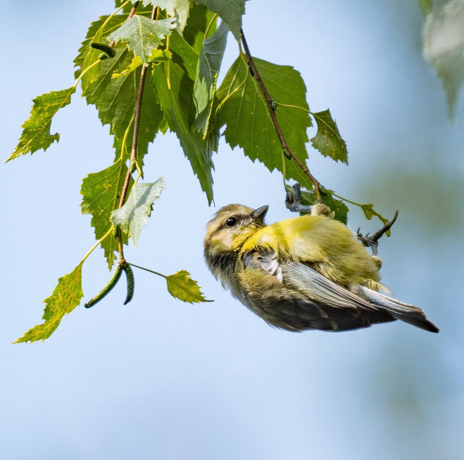 , Курлянцев Алексей