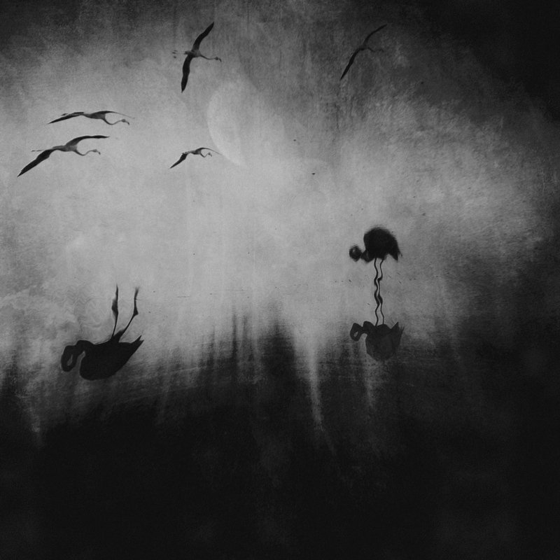 The Dark Side of the Swamp фото превью