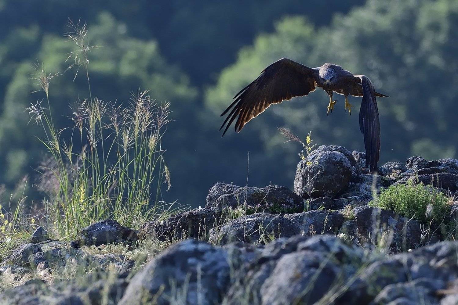 птицы birds, Jaroslav Mego