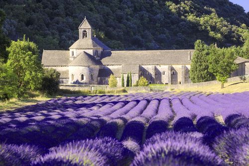 Abbaye Norte-Dame de Senanque. Provence.