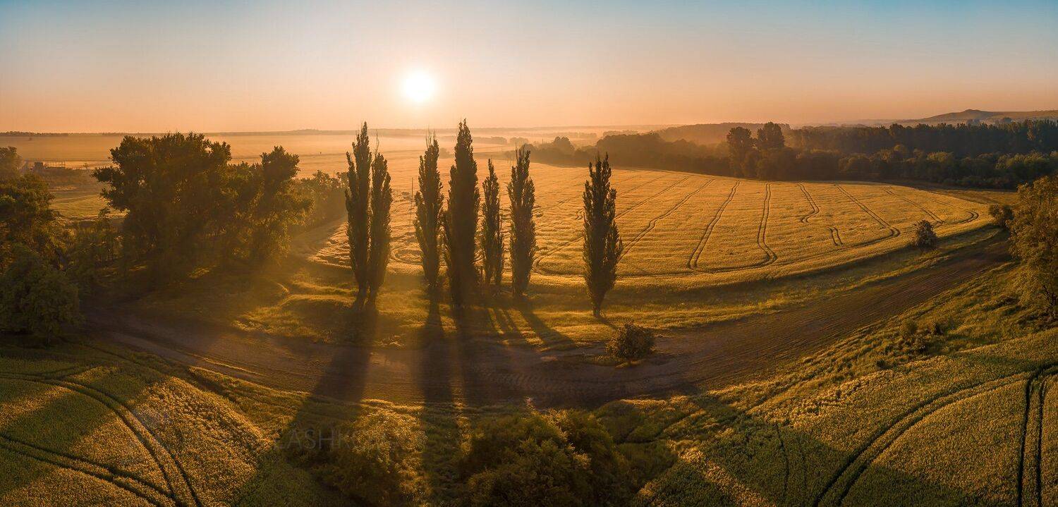 ставропольский край, ставрополье, поле, солнце, весна, урожай, колосья, сельское хозяйство, деревья, тополь, дерево, рассвет, рожь, тени, Лашков Фёдор