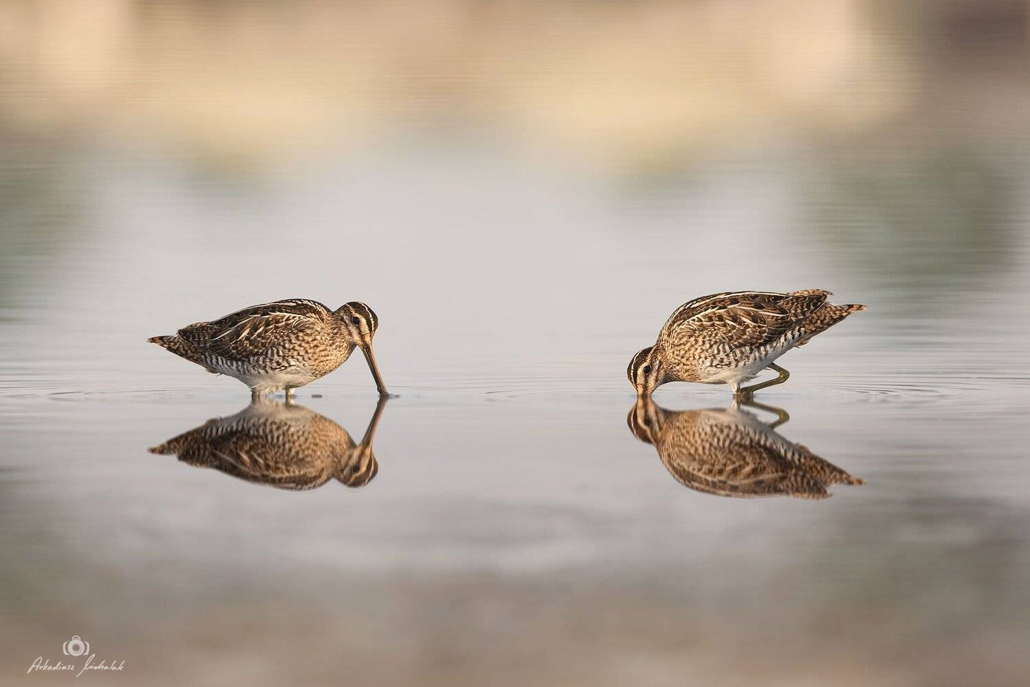 , Arkadiusz Michalak