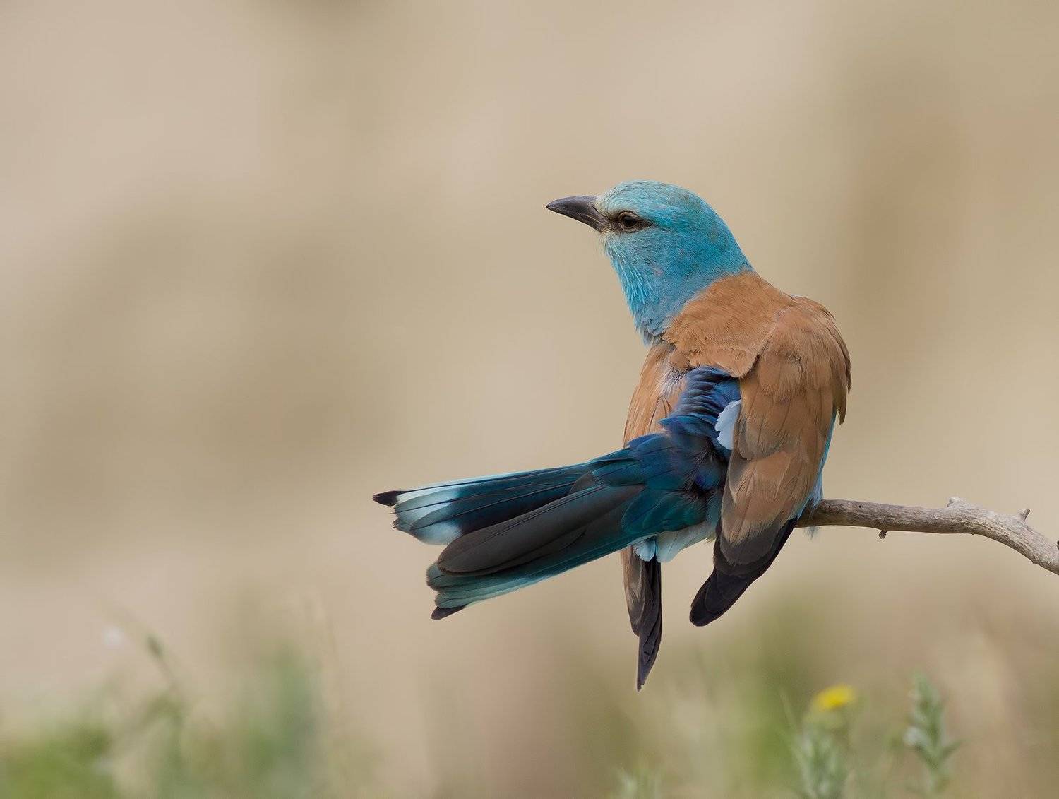 , Стефан Дянков