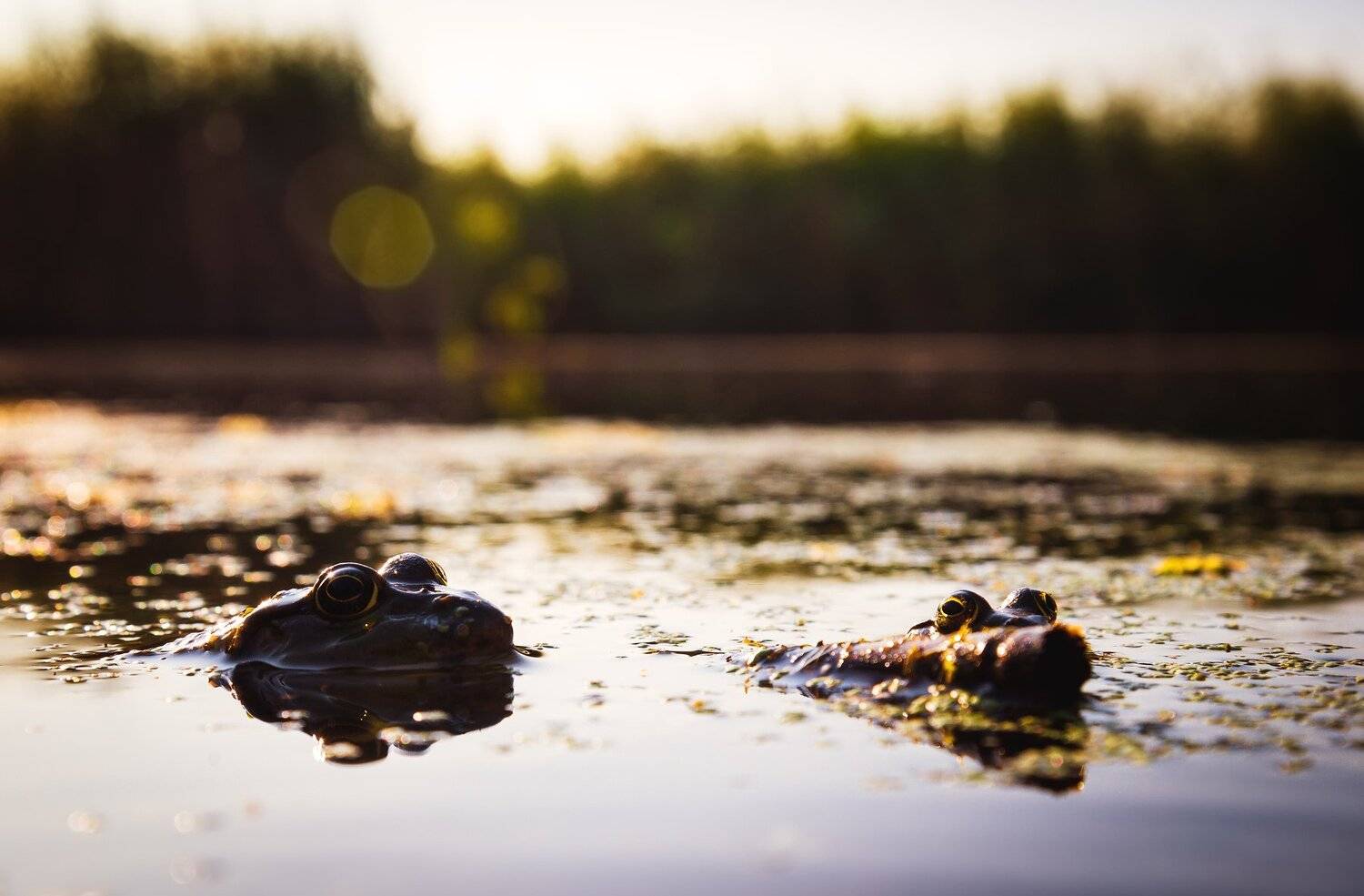 лягушка пруд водоем природа животные жаба, Егор Бугримов