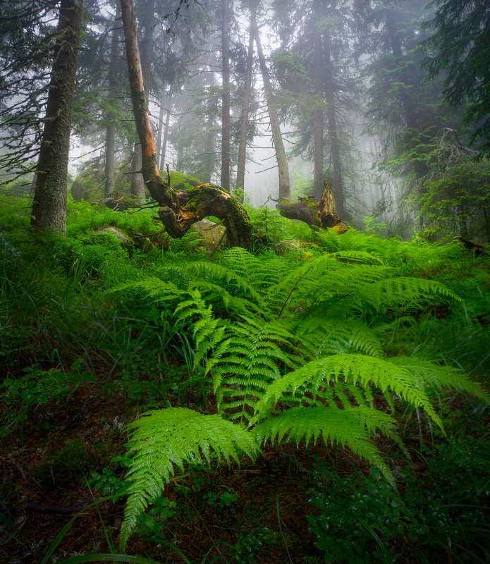 Endless forest stories... фото превью