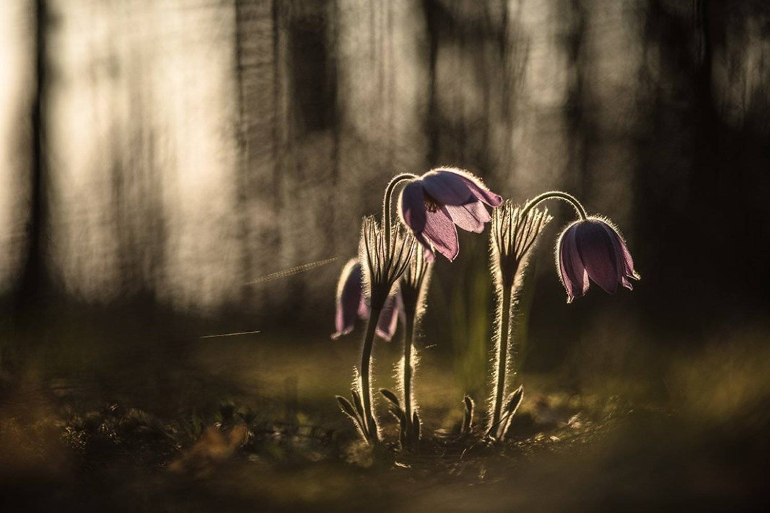 сон трава, свет, цвет, весна, апрель, маклок, воронеж, геннадий мещеряков, Геннадий Мещеряков