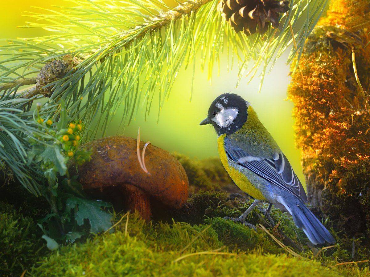 природа, фотоохота,  птицы, животные, лес, большая синица, гриб, vladilenoff