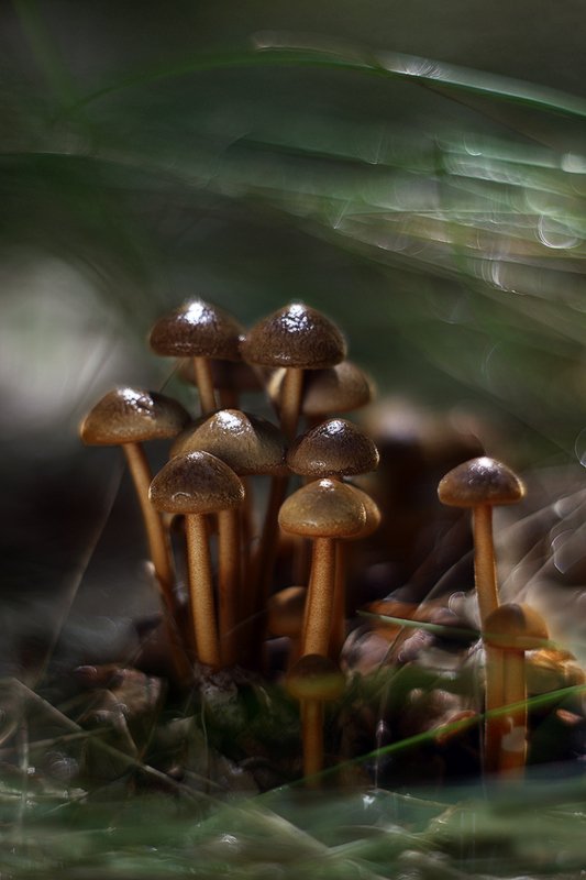 грибы, лето, солнце, гелиос40 Грибное фото превью