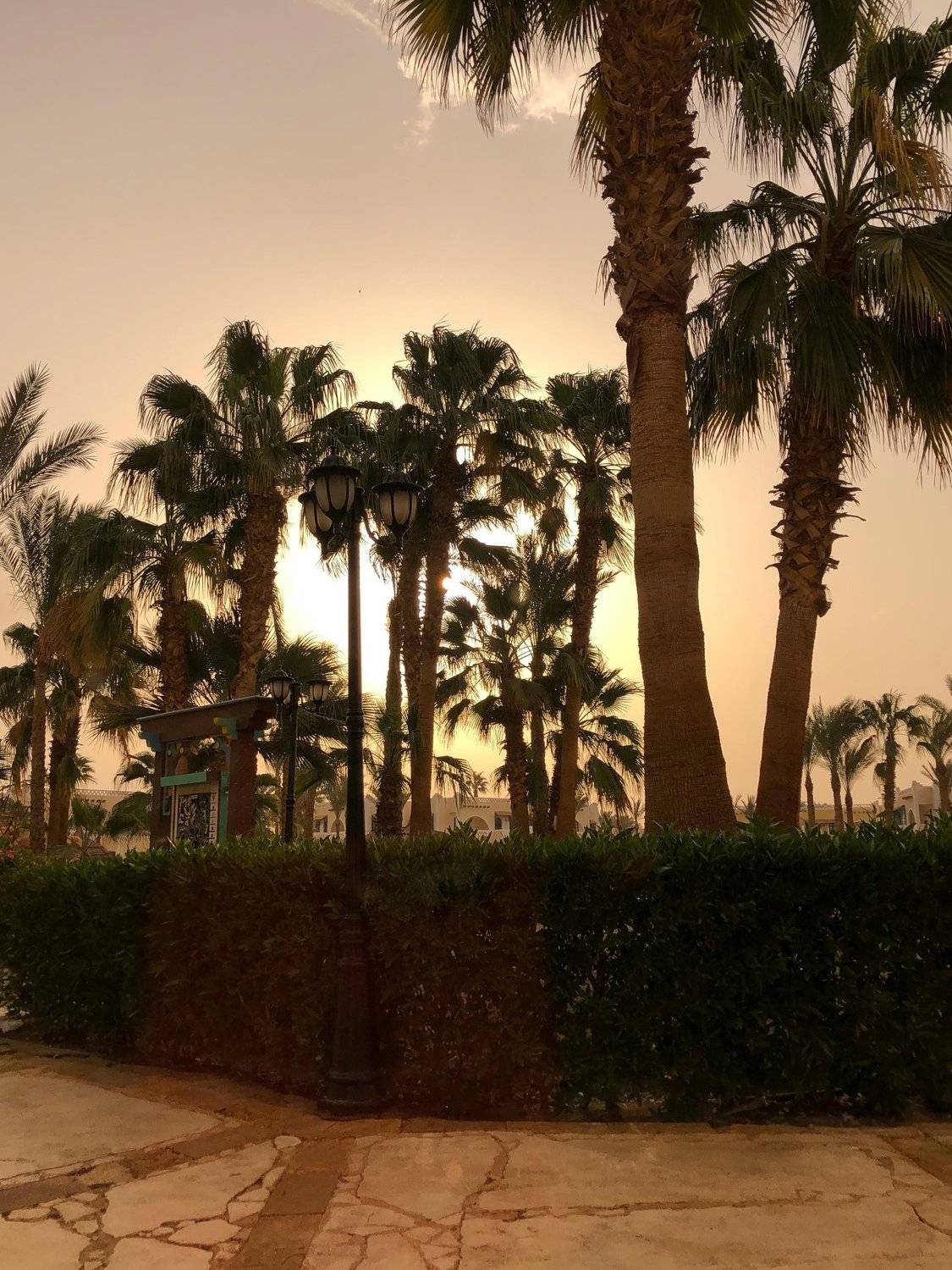 вечер,египет,пальмы, Татьяна