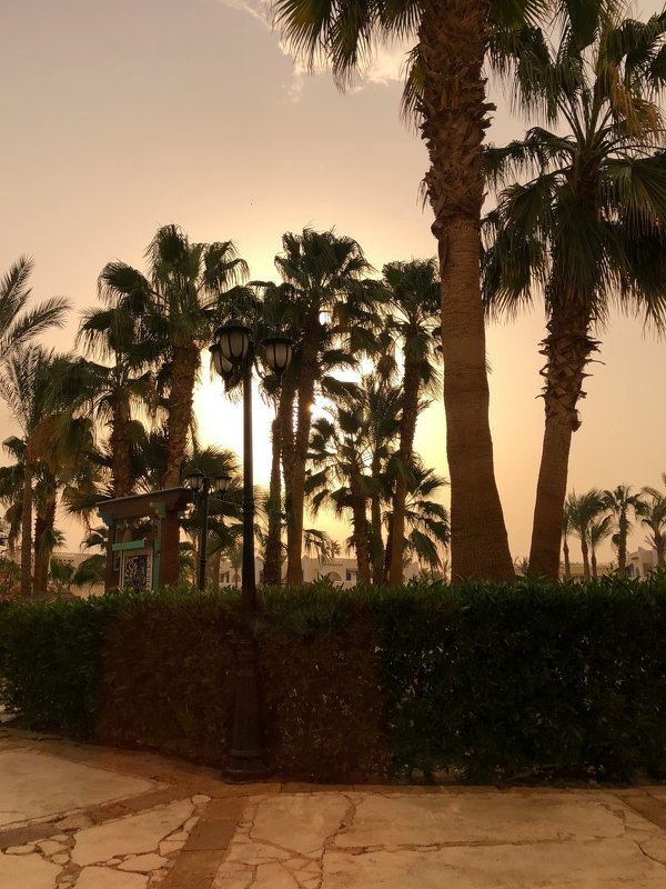 вечер,египет,пальмы Вечерние красоты фото превью