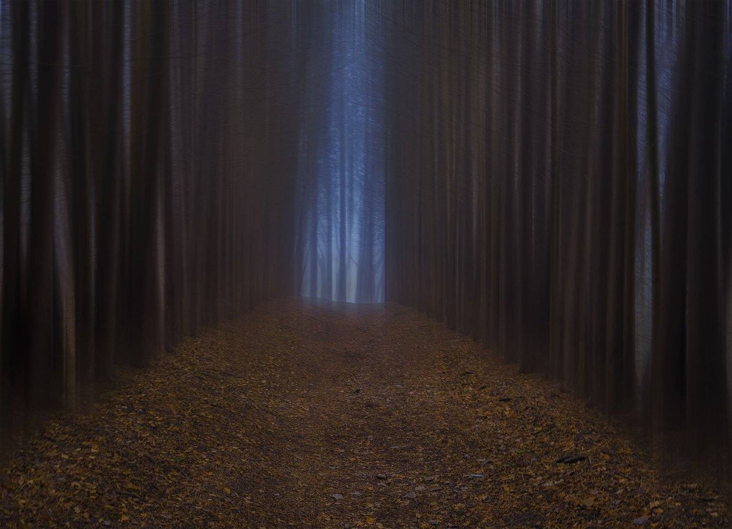 парк, туман, аллея, осень, прогулка,, Алиева Татьяна