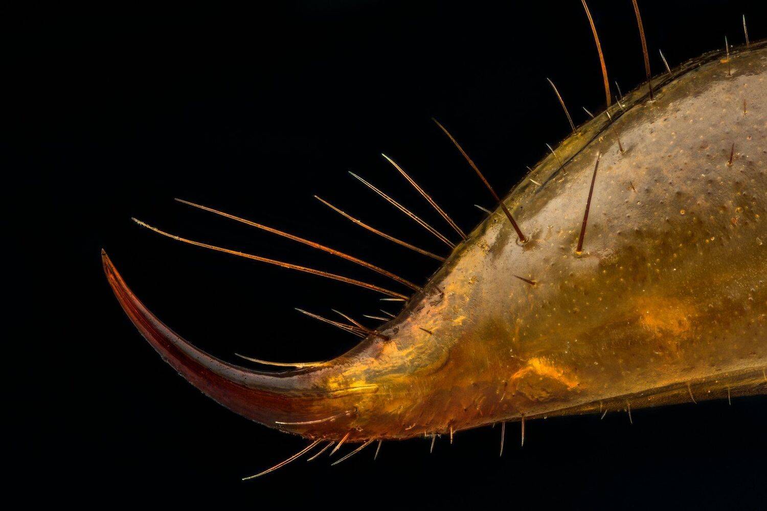 ceclii, macro, extrememacro, nikon d3400, semiplan 6.3, Tsvetan Ganev