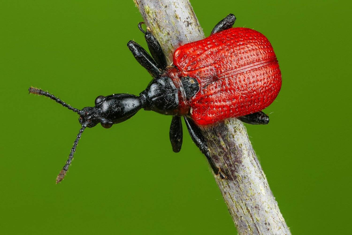 , Андрей Шаповалов