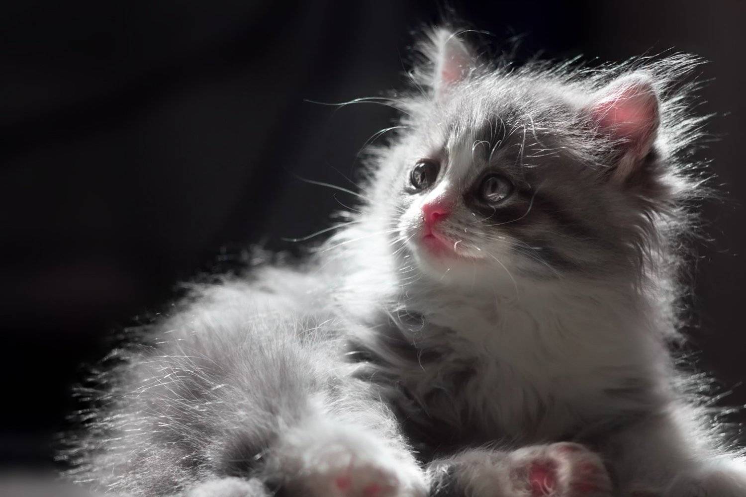 , Алёна Сурнина