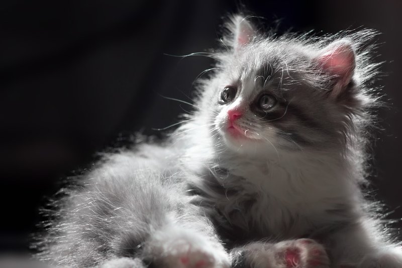 Мечтатель фото превью