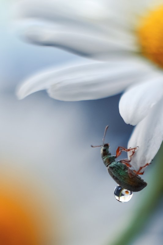 Ромашка фото превью