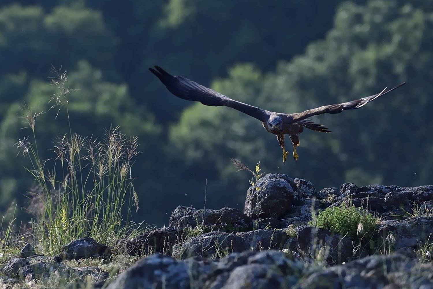 птицы birds, Jaroslav Mego