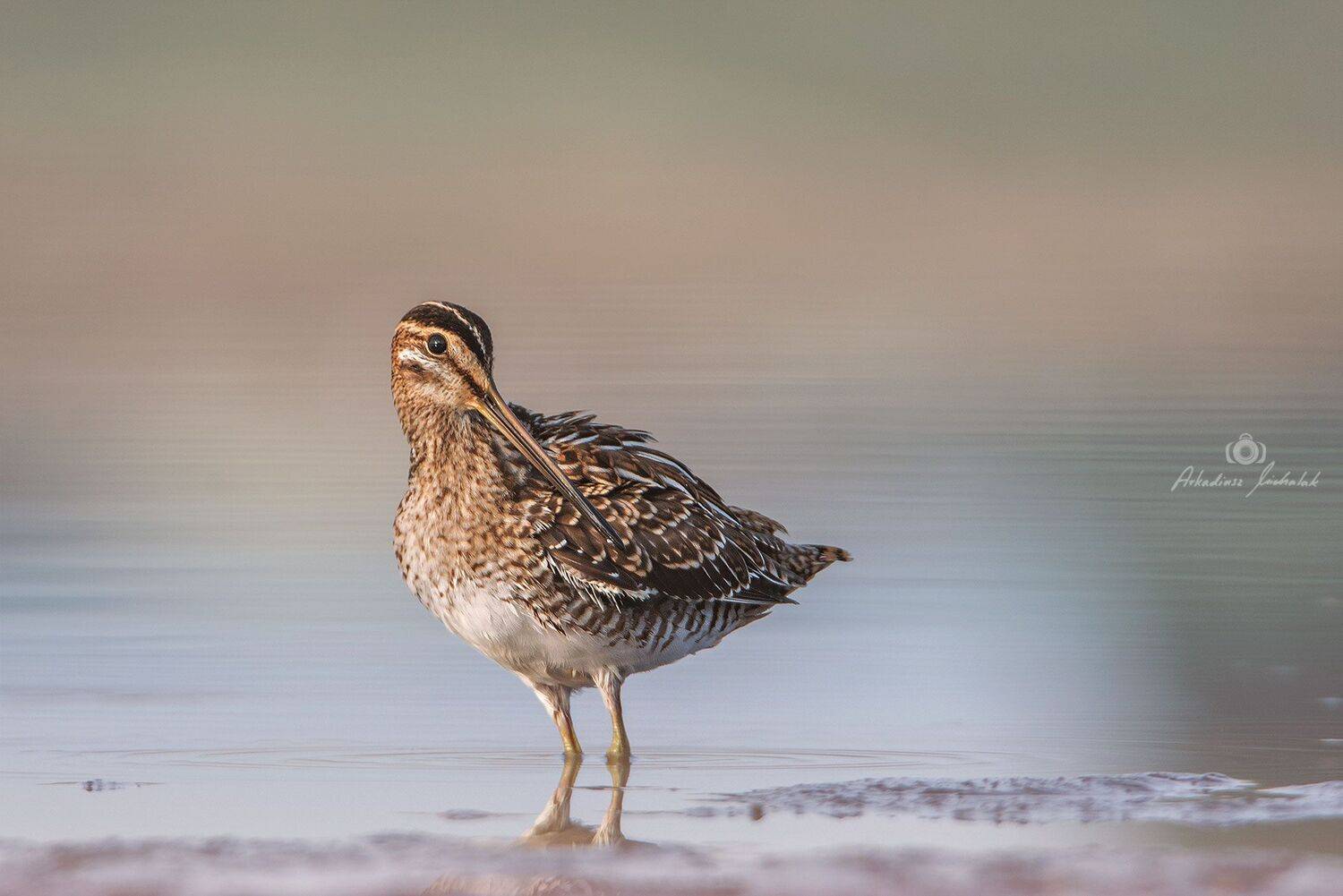 , Arkadiusz Michalak
