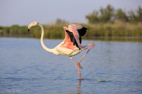 Ornithological park of Pont de Gau in Camargue.