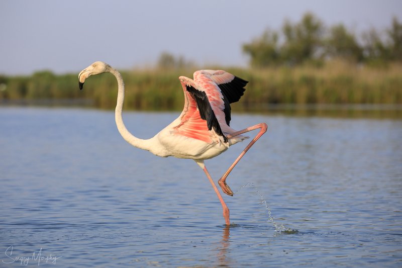 ornithological park of pont de gau in camargue. Ornithological park of Pont de Gau in Camargue. фото превью