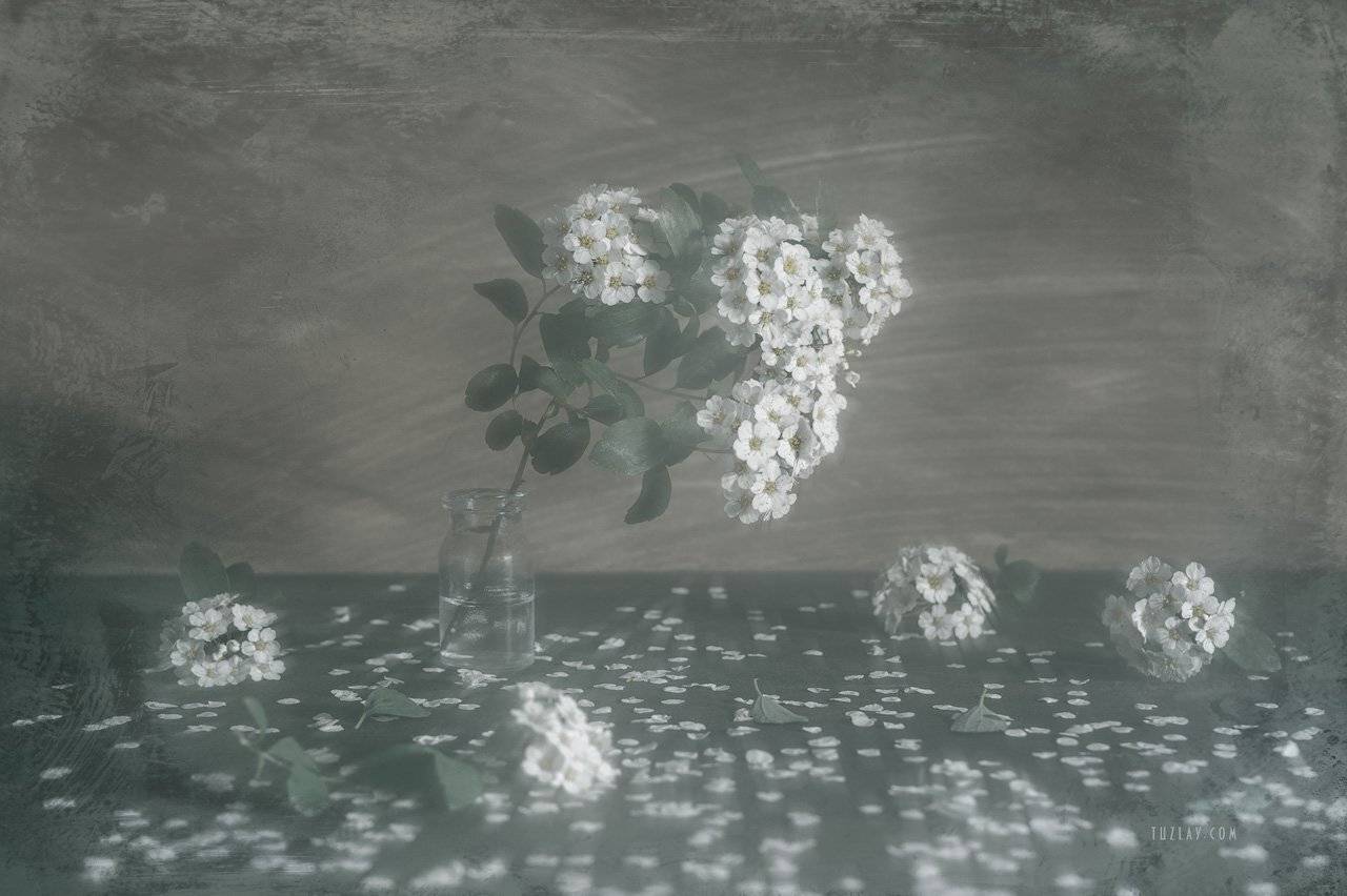 спирея, невеста, листки спиреи, цветок спиреи, лепестки, весна во флаконе, Владимир Тузлай