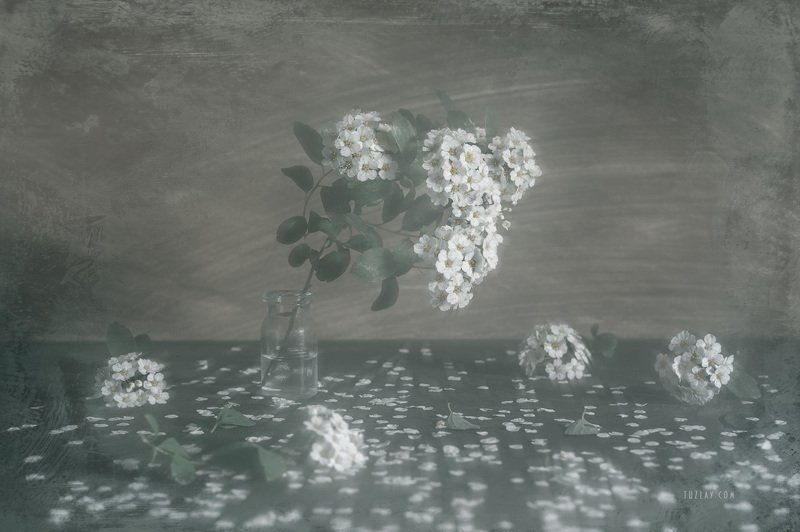 И снова майское, про спирею фото превью