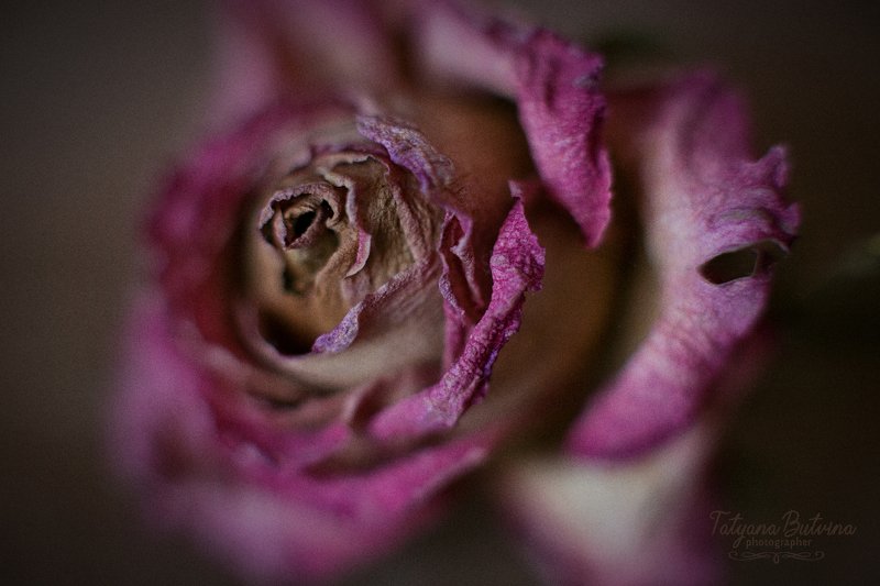 Розы умирают стоя фото превью