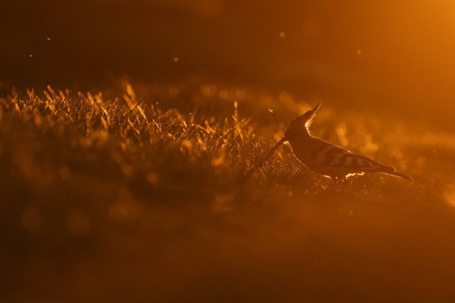 удод, птицы, природа, животные, анималистика, wildlife, birds, hoopoe, Оксана Быстрицкая