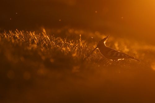 Золотой удод