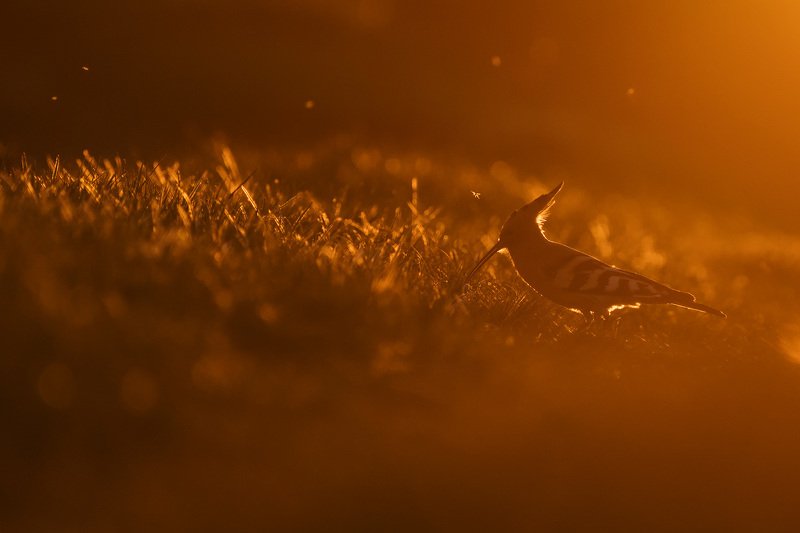 удод, птицы, природа, животные, анималистика, wildlife, birds, hoopoe Золотой удод фото превью