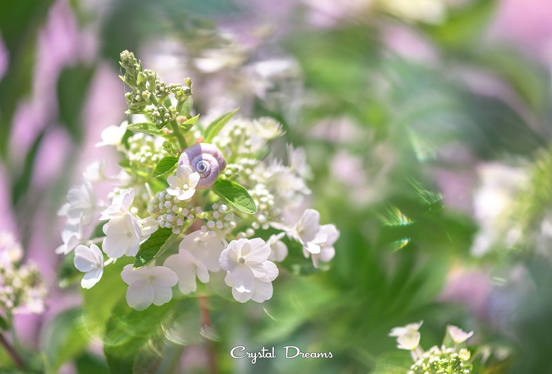 crystal dreams, macro, summer, color, art, nature \