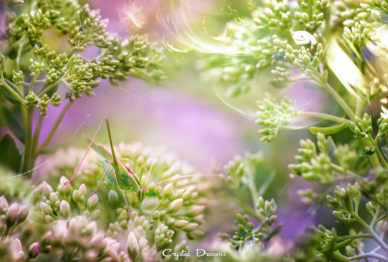 crystal dreams, macro, summer, color, art, nature, Татьяна Крылова