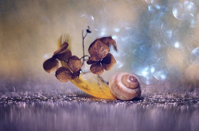 .... фото превью