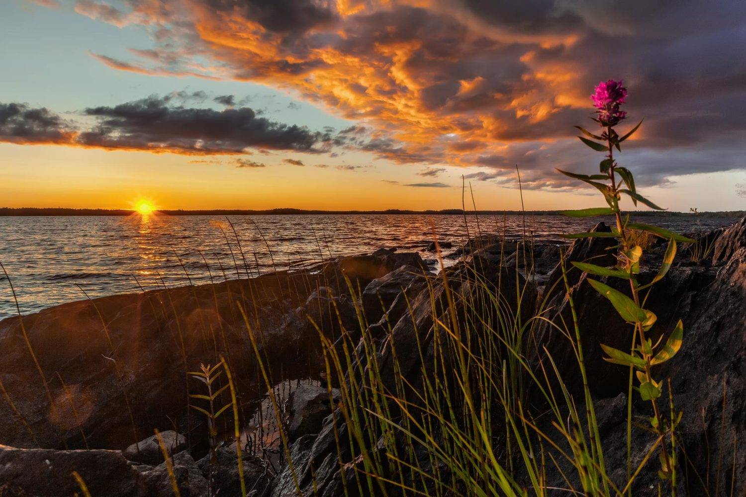карелия,  озеро,  закат,  небо,  облака,  горизонт,  солнце,  цветочек,  аленький, Sven Rok