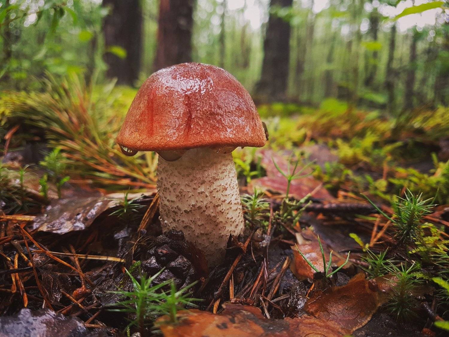 печора,коми,грибы, Игорь Подобаев