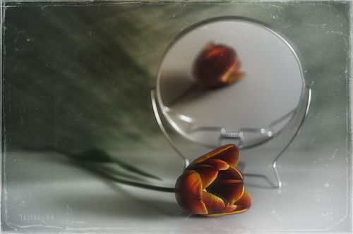 Про тюльпан с приветом из апреля